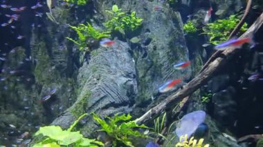 Neon balığı nehir hayvanı tatlı su balığı suyun içinde yüzüyor. Yaklaş.