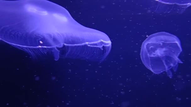 Aurelia Labiata Saltwater Jellyfish Swimming Water Close — Stock Video