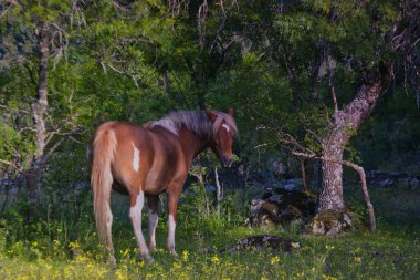 İspanya 'da dağ doğasıyla çevrili bir at hayvanı.