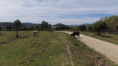 Madrid yakınlarındaki Sierra de Guadarrama dağlarında bahar manzarası