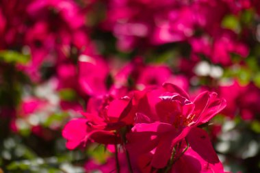 Bahçedeki çiçek bitkileri İspanya 'nın florası