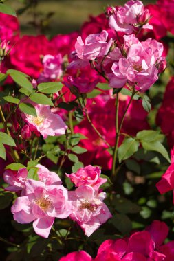 Bahçedeki çiçek bitkileri İspanya 'nın florası