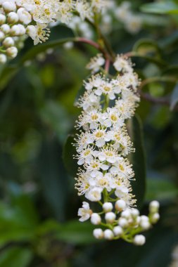 Bahçedeki çiçek bitkileri İspanya 'nın florası