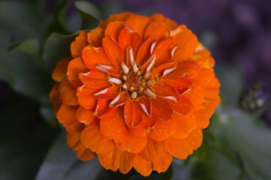 Bahçedeki çiçek bitkileri İspanya 'nın florası