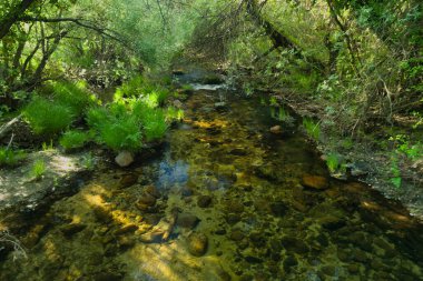 Güneşli bir günde bir dağ deresinin manzarası