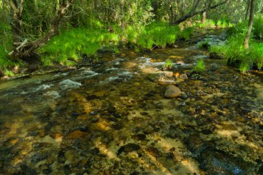 Güneşli bir günde bir dağ deresinin manzarası