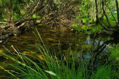 Güneşli bir günde bir dağ deresinin manzarası