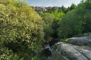 Güneşli bir günde bir dağ deresinin manzarası