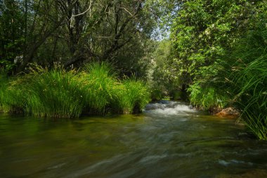 Güneşli bir günde bir dağ deresinin manzarası