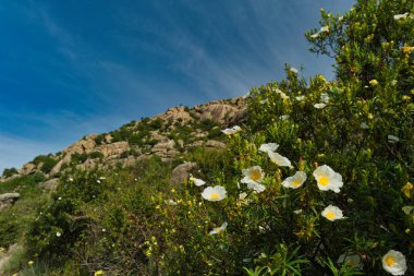 İspanya 'nın merkezindeki dağların bahar manzarası