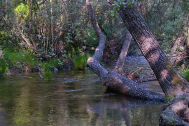 Güneşli bir günde bir dağ deresinin manzarası