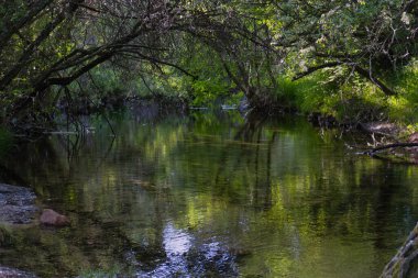 Güneşli bir günde bir dağ deresinin manzarası