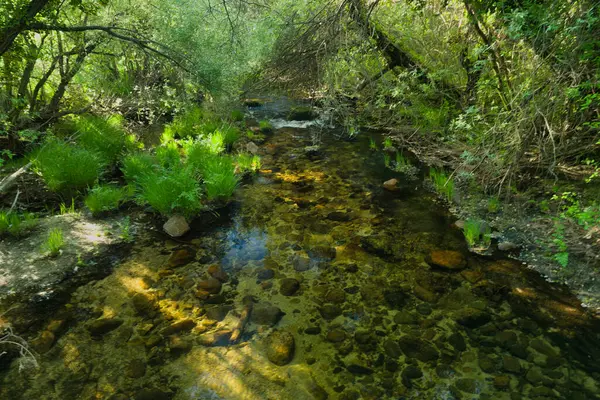 Güneşli bir günde bir dağ deresinin manzarası