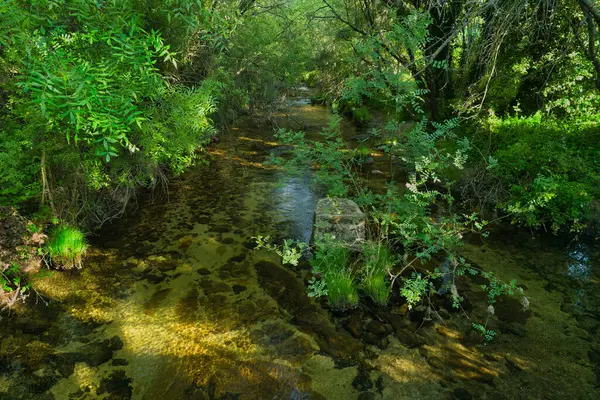 Güneşli bir günde bir dağ deresinin manzarası