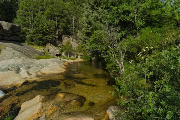 Güneşli bir günde bir dağ deresinin manzarası