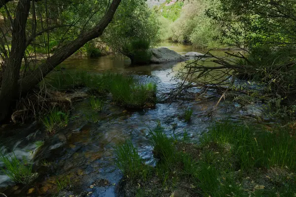 Güneşli bir günde bir dağ deresinin manzarası