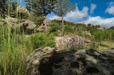 Madrid, İspanya yakınlarında güneşli bir günde bahar dağı manzarası