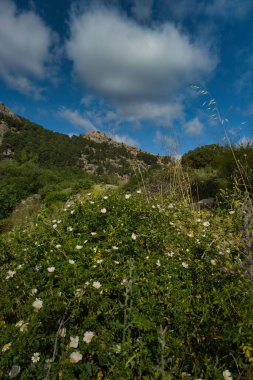 Madrid, İspanya yakınlarında güneşli bir günde bahar dağı manzarası
