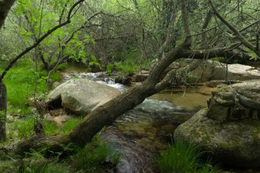 Bir bahar gününde bir dağ nehrinin manzarası
