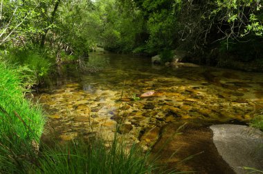 Bir bahar gününde bir dağ nehrinin manzarası