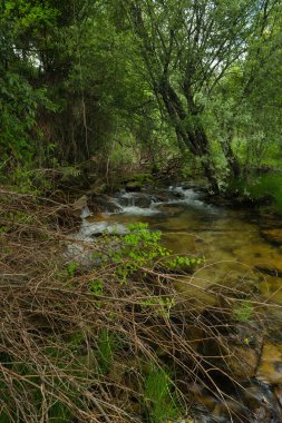 Bir bahar gününde bir dağ nehrinin manzarası