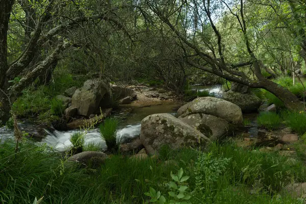 Bir bahar gününde bir dağ nehrinin manzarası