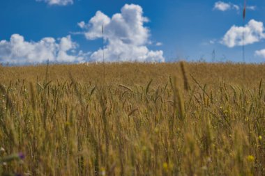 tarladaki tahıl kulaklarının arka plan görüntüsü