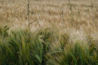 tarladaki tahıl kulaklarının arka plan görüntüsü