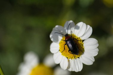 Açık bir günde, baharda bir bitkinin üzerinde bir böceğin yakın çekimi.