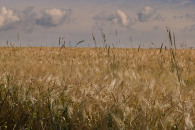 tarladaki tahıl kulaklarının arka plan görüntüsü