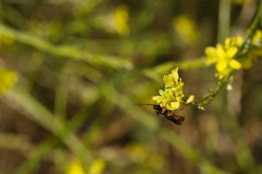 Açık bir günde, baharda bir bitkinin üzerinde bir böceğin yakın çekimi.