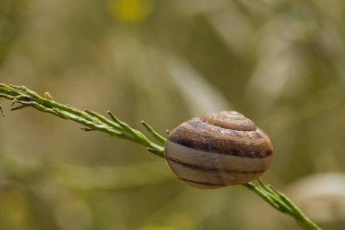 Bir bitkinin gövdesine bağlı, kabuğunda saklı bir salyangoz.