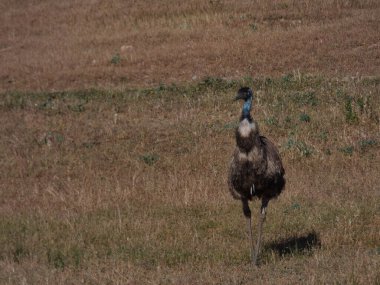 Devekuşu devekuşu Dromaius novaehollandiae Avustralya kuşu güneşli bir günde tarlada