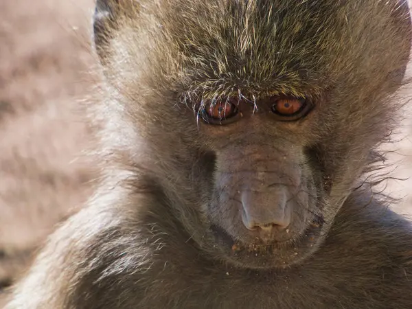 ...Masai babunu, aynı zamanda yeşil babun olarak da bilinir, Papio cynocephalus, vahşi bir Afrika hayvanı.