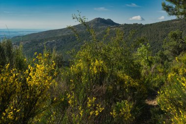 Bahar dağı manzarası güneşli bir günde Madrid yakınlarındaki Sierra de Guadarrama dağlarında.