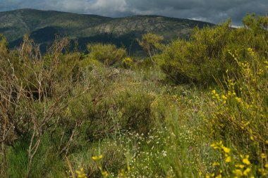 Bahar dağı manzarası güneşli bir günde Madrid yakınlarındaki Sierra de Guadarrama dağlarında.