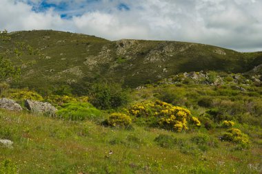 Bahar dağı manzarası güneşli bir günde Madrid yakınlarındaki Sierra de Guadarrama dağlarında.