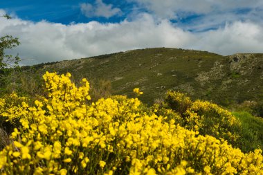Bahar dağı manzarası güneşli bir günde Madrid yakınlarındaki Sierra de Guadarrama dağlarında.