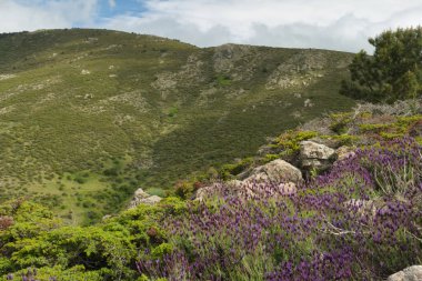Bahar dağı manzarası güneşli bir günde Madrid yakınlarındaki Sierra de Guadarrama dağlarında.