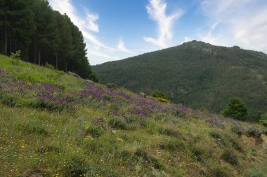 Bahar dağı manzarası güneşli bir günde Madrid yakınlarındaki Sierra de Guadarrama dağlarında.