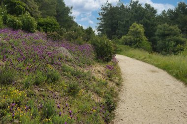 Bahar dağı manzarası güneşli bir günde Madrid yakınlarındaki Sierra de Guadarrama dağlarında.