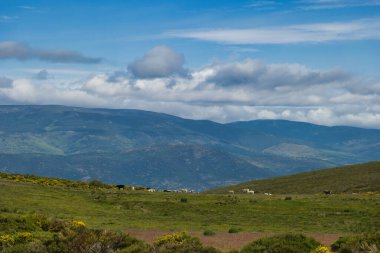 ...Sierra de Guadarrama dağlarında güneşli bir günde bahar dağı manzarası çayır inekleri