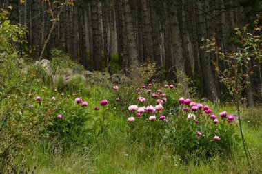 Bahar dağı manzarası güneşli bir günde Madrid yakınlarındaki Sierra de Guadarrama dağlarında.