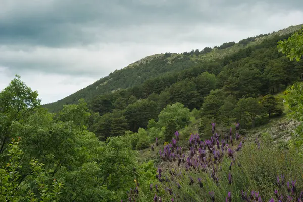 Bahar dağı manzarası güneşli bir günde Madrid yakınlarındaki Sierra de Guadarrama dağlarında.