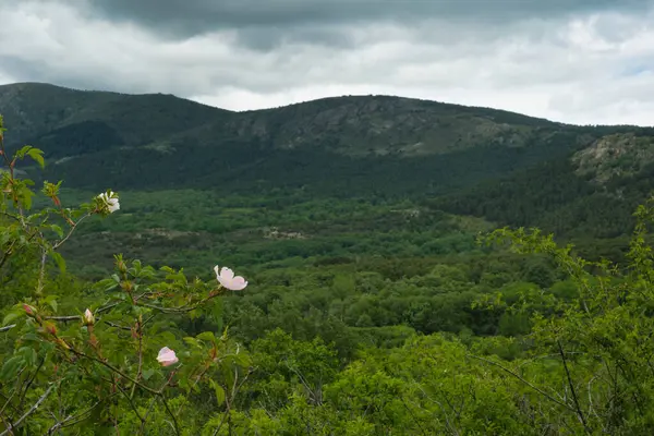 Bahar dağı manzarası güneşli bir günde Madrid yakınlarındaki Sierra de Guadarrama dağlarında.