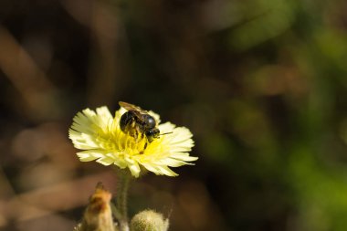 İlkbaharda bir bitkinin üzerinde oturan bir böcek, makro fotoğraf.