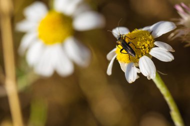 İlkbaharda bir bitkinin üzerinde oturan bir böcek, makro fotoğraf.