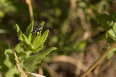 İlkbaharda bir bitkinin üzerinde oturan bir böcek, makro fotoğraf.