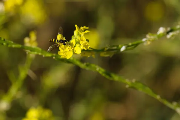 İlkbaharda bir bitkinin üzerinde oturan bir böcek, makro fotoğraf.