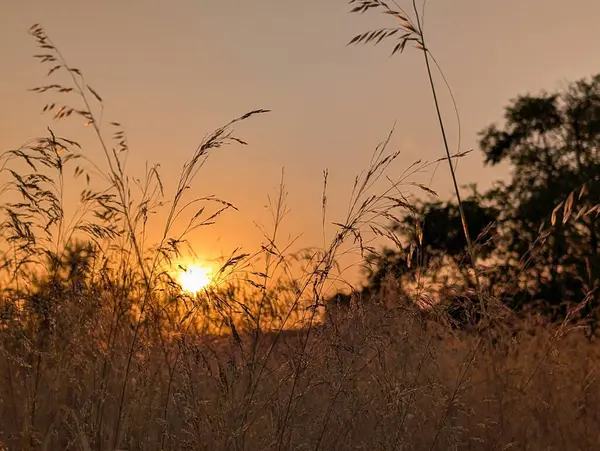 stock image ...sunrise over fields in spain in summer near madrid